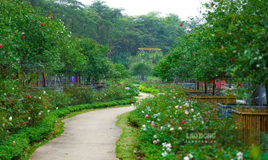 Vườn hồng với hàng trăm gốc cổ thụ có tuổi đời từ 20 đến 50 năm cùng hàng nghìn gốc hồng bụi. Ảnh: An Nhiên