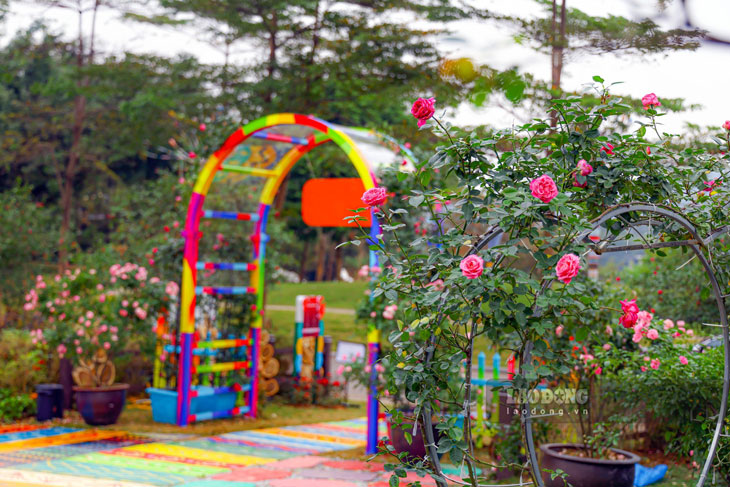 Vườn hồng cổ thụ có tên “Xuyến Rose Garden” nằm trong một khu du lịch ở xã Ngọc Thanh, TP Phúc Yên, tỉnh Vĩnh Phúc.