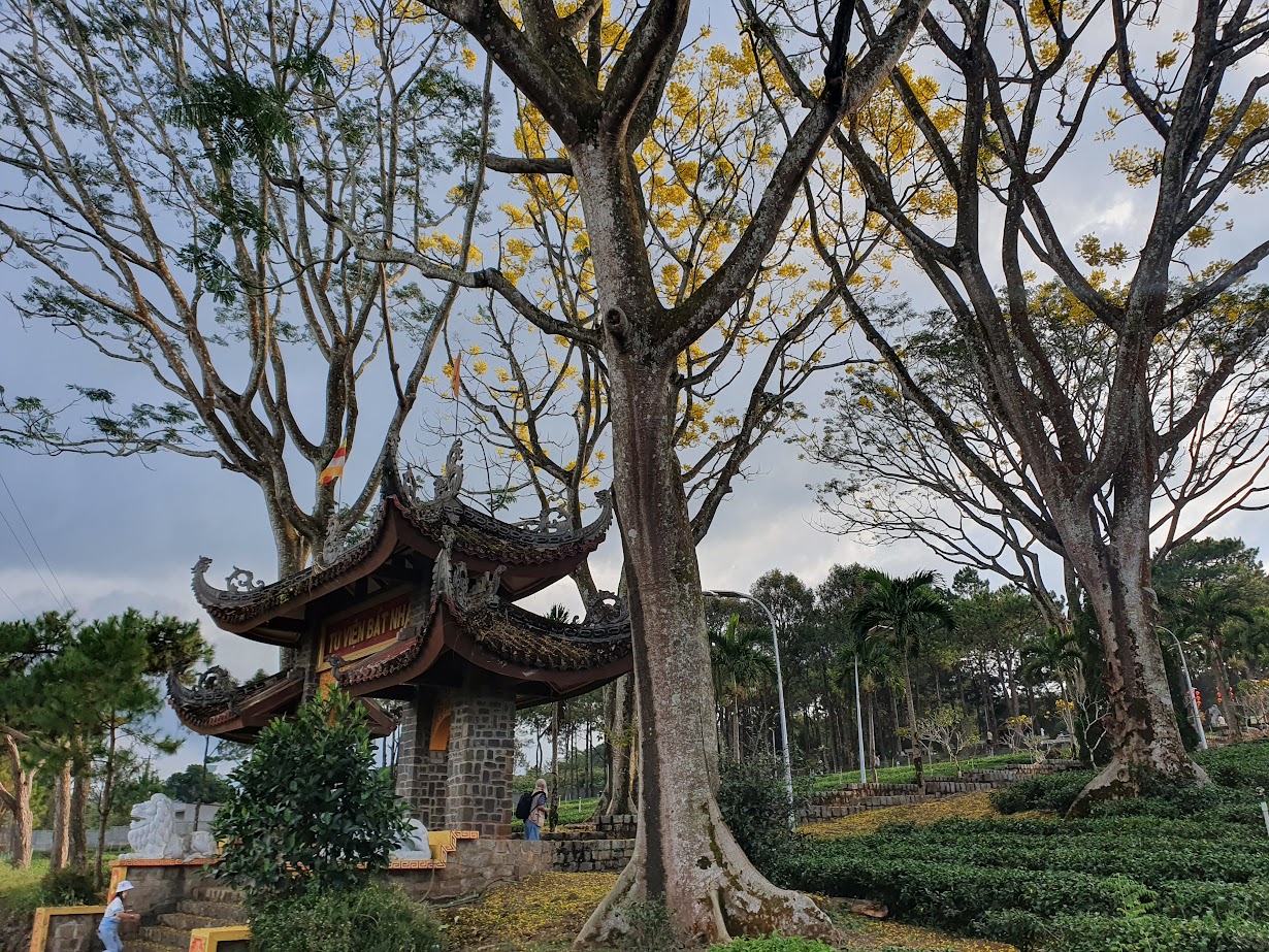 Phượng vàng có nguồn gốc từ Brazil. Đây là loài cây cao lớn, gần như không có lá, bắt đầu nở từ cuối tháng 12, đầu tháng 1. Cây phượng vốn thuộc dòng cây lâu năm nên mỗi cây phải trồng cả chục năm mới chịu đơm hoa. Cây càng lớn tuổi những đoá hoa càng thắm sắc. 