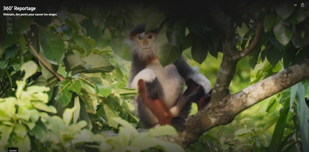 Một cảnh mô tả loài linh trưởng đặc hữu Voọc Chà vá chân nâu của rừng Sơn Trà, Đà Nẵng. Ảnh chụp từ phim.