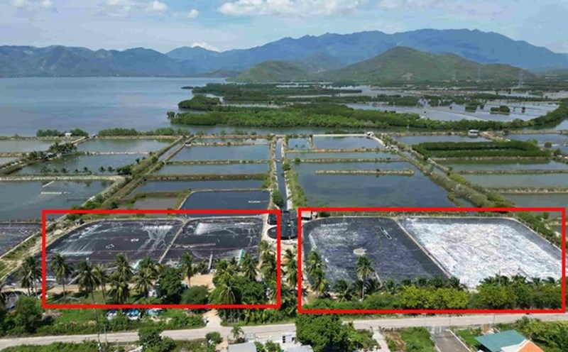 Both the winning and losing bidders filed complaints about the land lots in Ninh Phu commune, Ninh Hoa town, Khanh Hoa. Photo: Huu Long