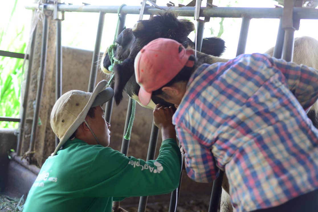 Farmers suffered huge losses after dairy cows got sick and died. Photo: Hoai Thanh