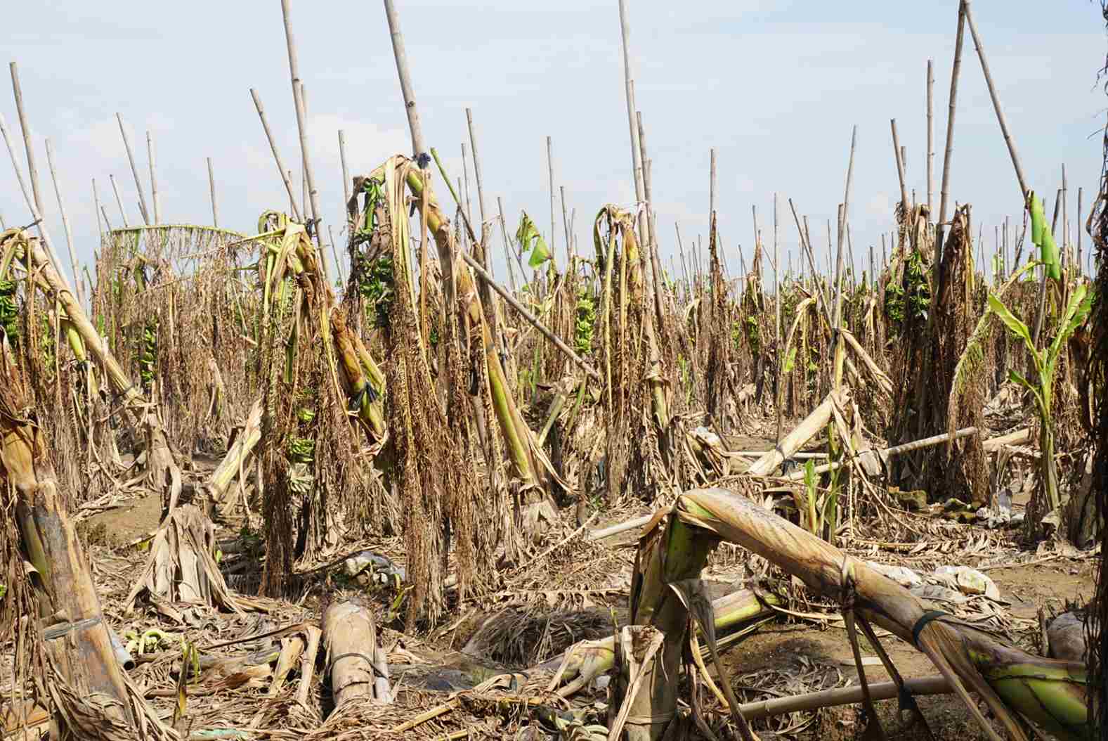 Sau bão số 3, hàng trăm ha chuối tết tại huyện Kim Thành, Hải Dương bị phá hủy khiến giá chuối tết có thể tăng cao do khan hiếm. Ảnh: Công Hòa
