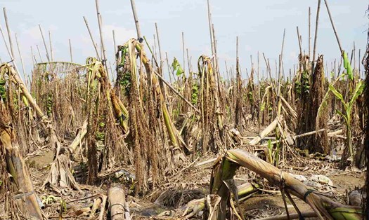 Sau bão số 3, hàng trăm ha chuối tết tại huyện Kim Thành, Hải Dương bị phá hủy khiến giá chuối tết có thể tăng cao do khan hiếm. Ảnh: Công Hòa