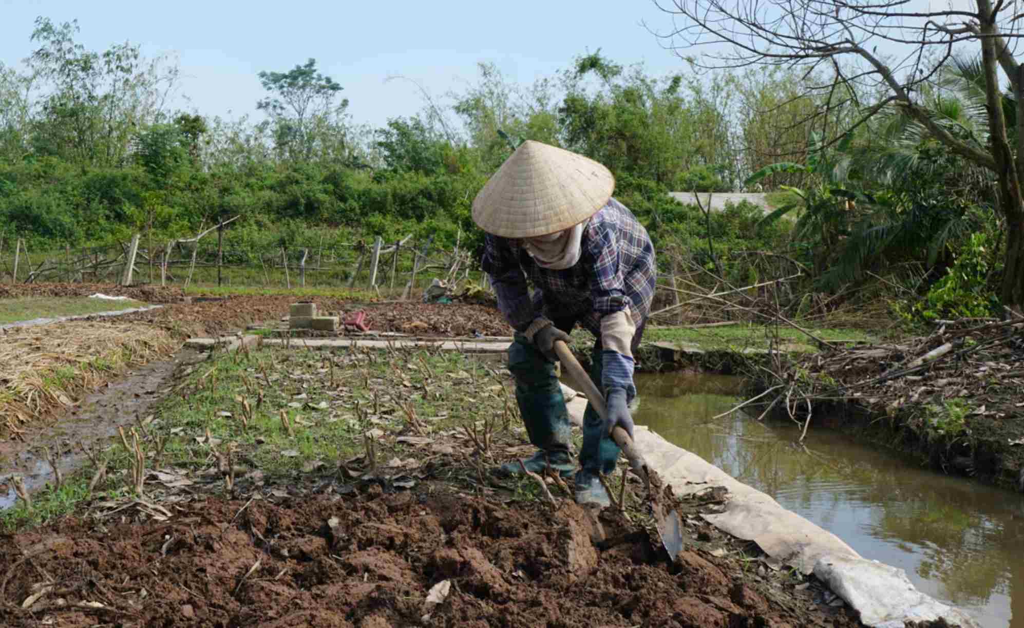 Ba Nguyen Thi My cai tao vuon trong chuoi bi thiet hai de chuyen sang trong rau ngot. Anh: Cong Hoa