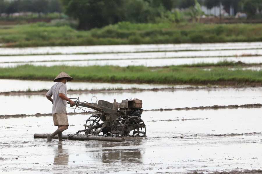 Limits on recognition of the right to use self-reclaimed agricultural land in Hanoi. Photo: Phan Anh