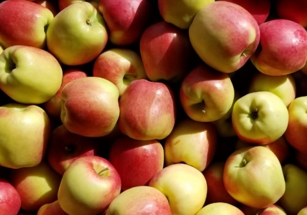 Apples are a fruit that can be chosen as a snack to prevent hypoglycemia in diabetes. Photo: Kieu Vu