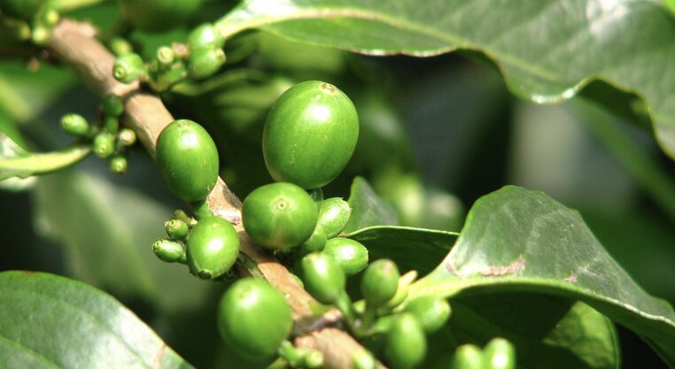 Cà phê xanh có nhiều lợi ích với sức khỏe. Ảnh: Theo Healthshots.