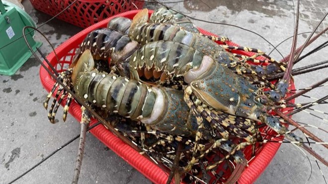 Cần Thơ ngăn chặn nhập lậu tôm hùm giống từ nước ngoài. Ảnh minh họa: Hữu Long