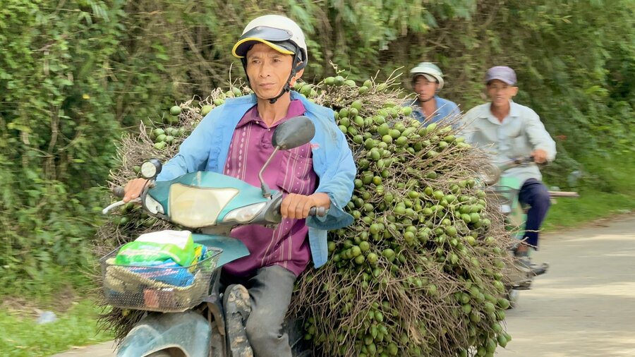 Thuong lai do xo den khap cac vung que o Quang Ngai de thu mua cau tuoi. Anh: Vien Nguyen