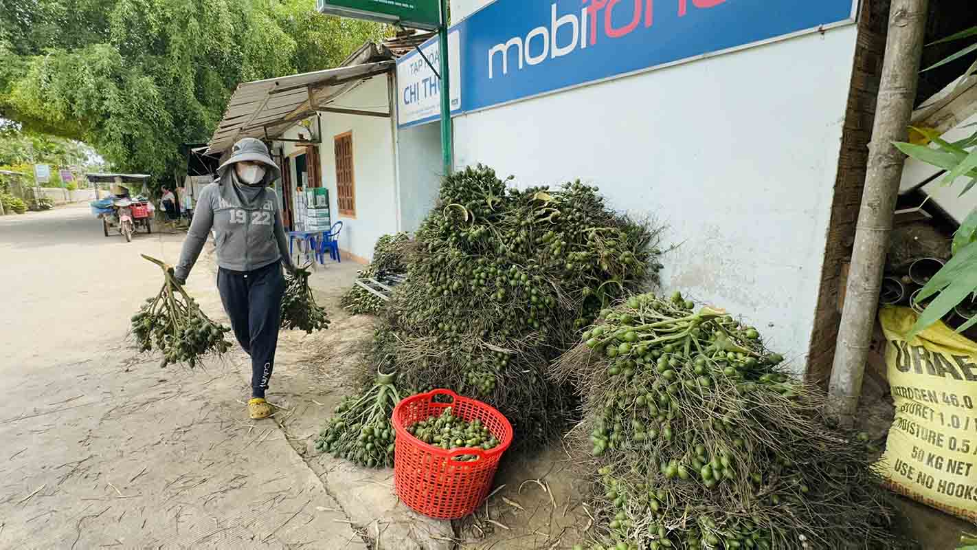Traders buy areca nuts from farmers in Nghia Hanh district, Quang Ngai province. Photo: Vien Nguyen