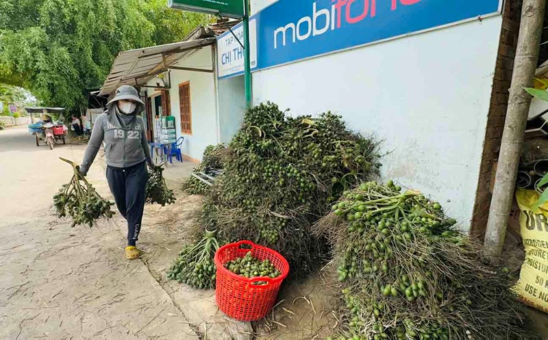 Traders buy areca nuts from farmers in Nghia Hanh district, Quang Ngai province. Photo: Vien Nguyen