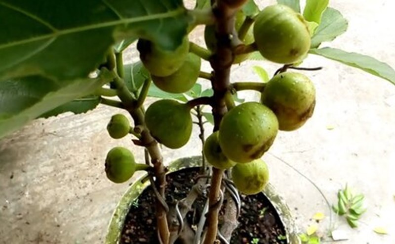 Housewives should carefully consider growing fig trees in their homes. Photo: Pixabay