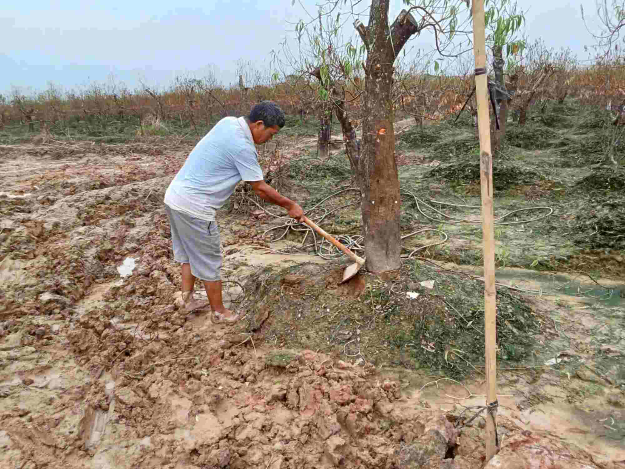 Mr. Nghi handles peach trees that died due to flooding. Photo taken on September 29. Photo: Luong Hanh