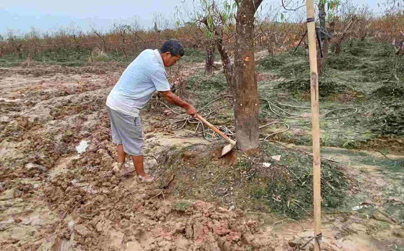 Mr. Nghi handles peach trees that died due to flooding. Photo taken on September 29. Photo: Luong Hanh