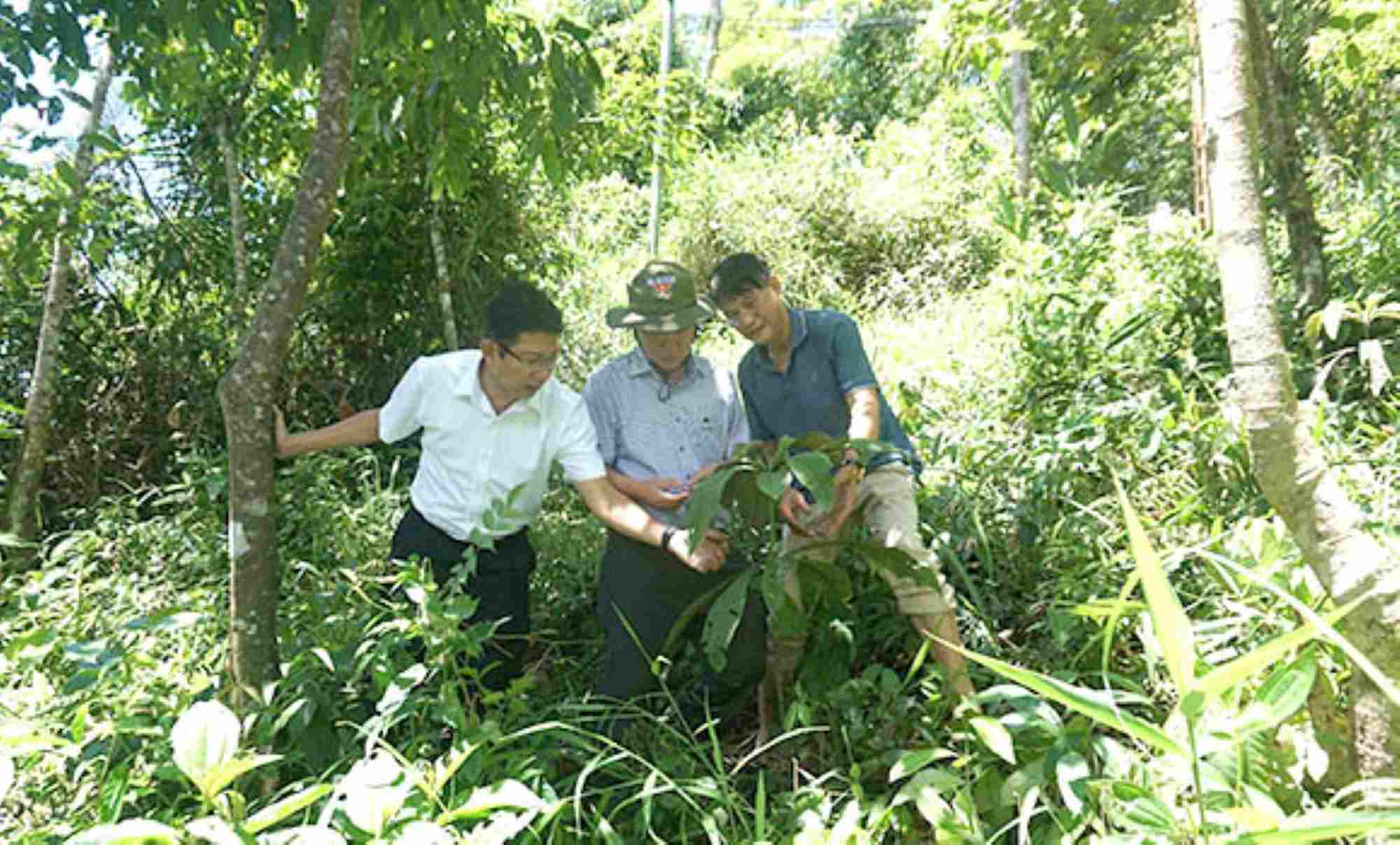 The model of growing velvet antler trees did not meet requirements because many died. Photo: Department of Science and Technology of Quang Ngai