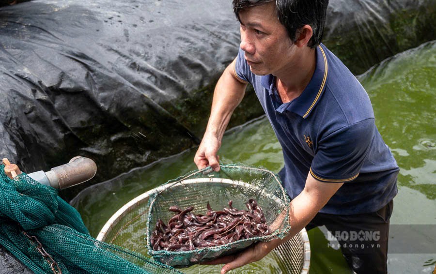 Anh Tân xuất bán cá chình suối Phú Quốc (cá giống) cho khách hàng. Ảnh: Đạt Phan