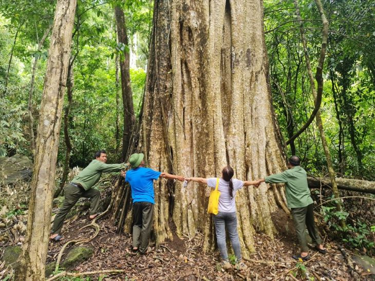 The Southern Central Highlands Forestry Company Limited has cooperated with 280 households and an organization to preserve and develop forests effectively. Photo: Duong Phong