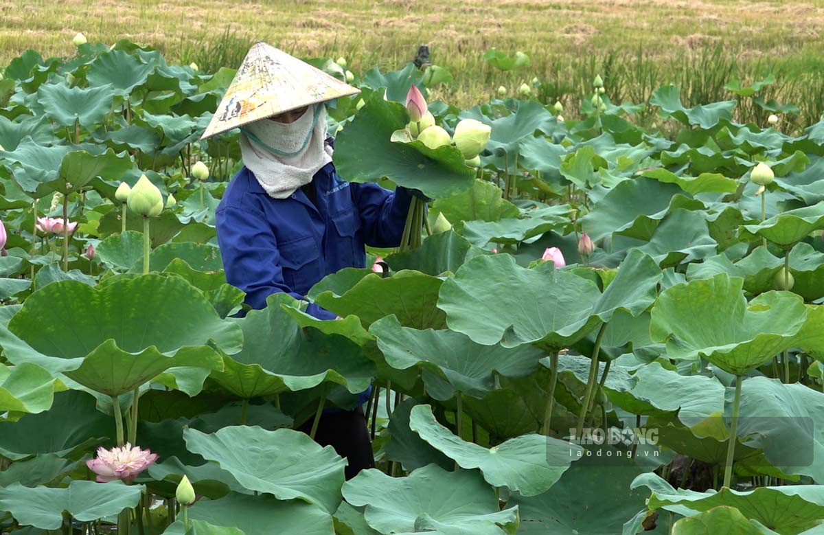 Mot so dien tich dam bo hoang da duoc cac ho nong dan cai tao trong cay nong nghiep mang lai hieu qua kinh te cao (trong anh la dam sen cua HTX Thien duong Thien Muc Hoa, xa Hong Phong khong nhung cho thu nhap gap 10 lan trong lua ma con tao canh quan thu hut khach du lich )