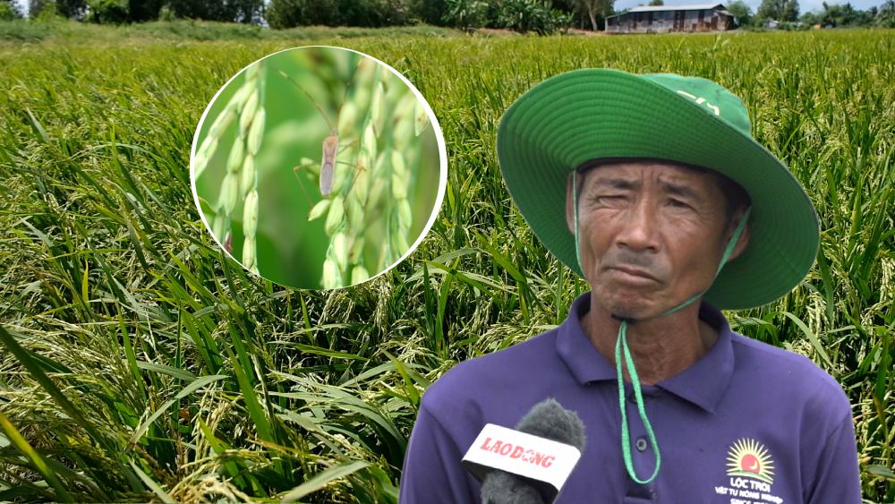 Cảnh báo côn trùng gây hại lúa ở ĐBSCL