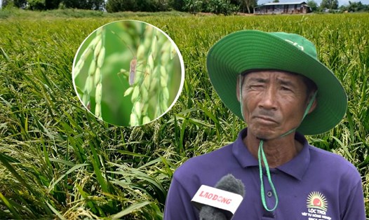 Cảnh báo côn trùng gây hại lúa ở ĐBSCL