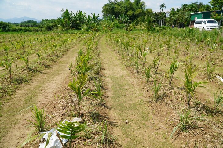 Currently, the price of areca nuts in Quang Ngai has increased dramatically, many farmers have destroyed other crops to expand the area of ​​areca nuts. Photo: Vien Nguyen
