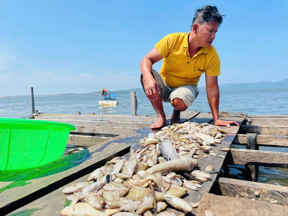 Fishermen suffered heavy losses due to mass fish deaths. Photo: Thanh Tuan