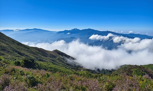 Từ cuối tháng 9, triền núi Tà Chì Nhù (tỉnh Yên Bái) bừng sáng với sắc tím rực rỡ của hoa chi pâu, thu hút đông đảo du khách yêu thích leo núi và khám phá thiên nhiên.