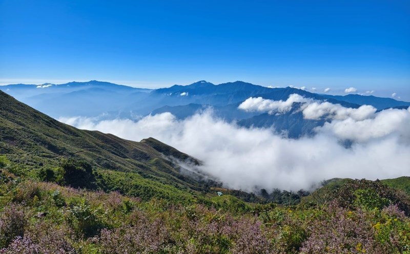Since late September, the Ta Chi Nhu mountain slope (Yen Bai province) has been ablaze with the brilliant purple color of chi pau flowers, attracting a large number of tourists who love mountain climbing and exploring nature.