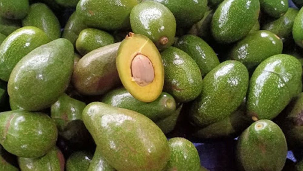 Eating avocado in the morning helps the body stay healthy and beautiful. Photo: Nhat Minh