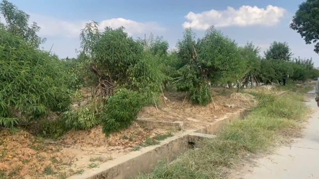 Hàng trăm cây đào thế của người dân huyện Mê Linh bị hủy hoại. Ảnh: Quỳnh Trang
