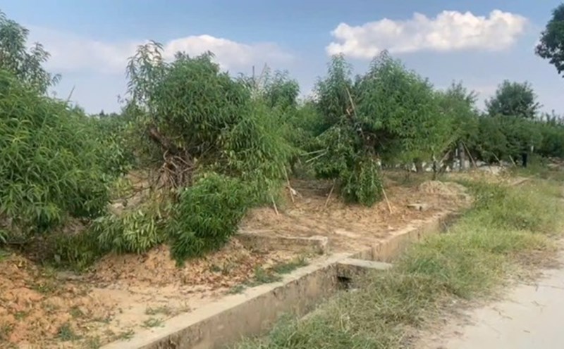 Hàng trăm cây đào thế của người dân huyện Mê Linh bị hủy hoại. Ảnh: Quỳnh Trang