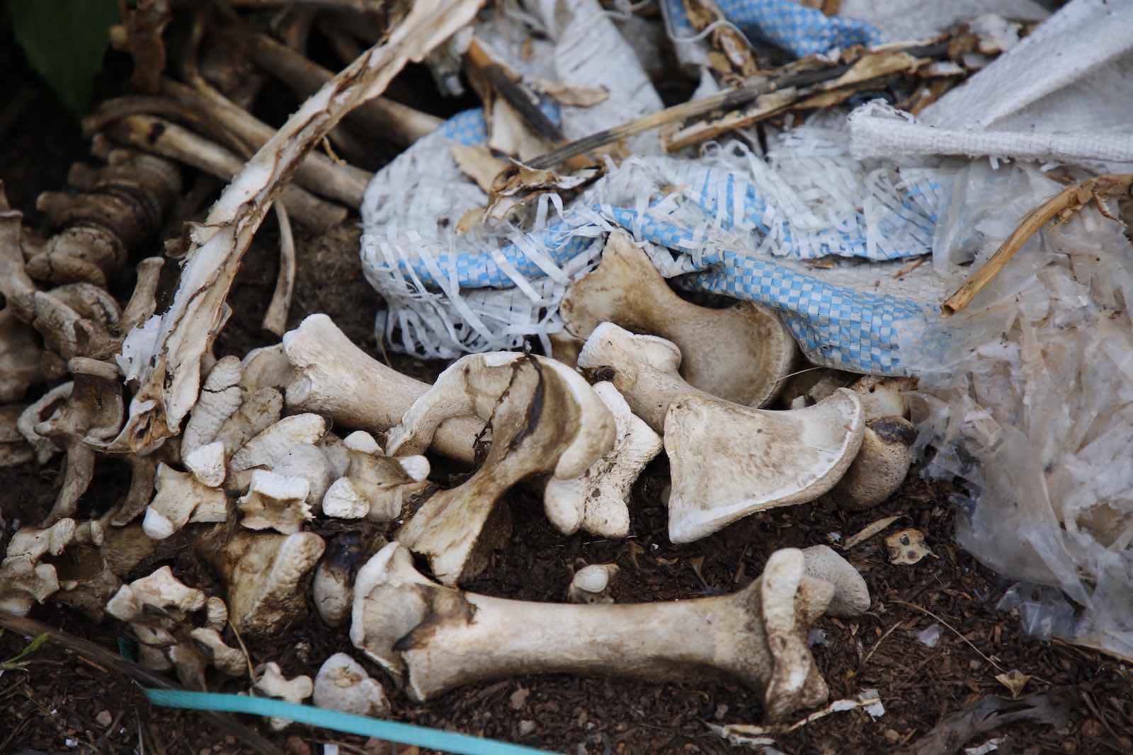 Dead pigs dumped everywhere in Quang Binh pose a risk of environmental pollution. Photo: Cong Sang