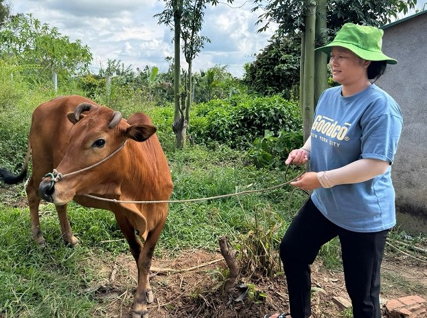 People in Krong No district are confident in developing their economy and gradually escaping poverty after being given breeding cows. Photo: Bao Trung