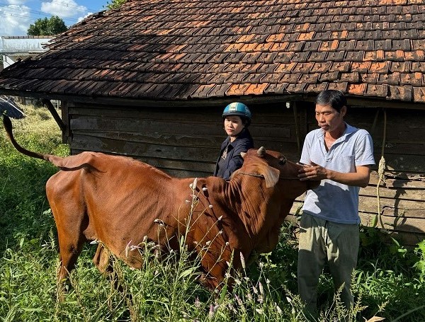 Poor people in Krong No district hope that cows will help their families' economy develop and stabilize their lives. Photo: Pham Quang