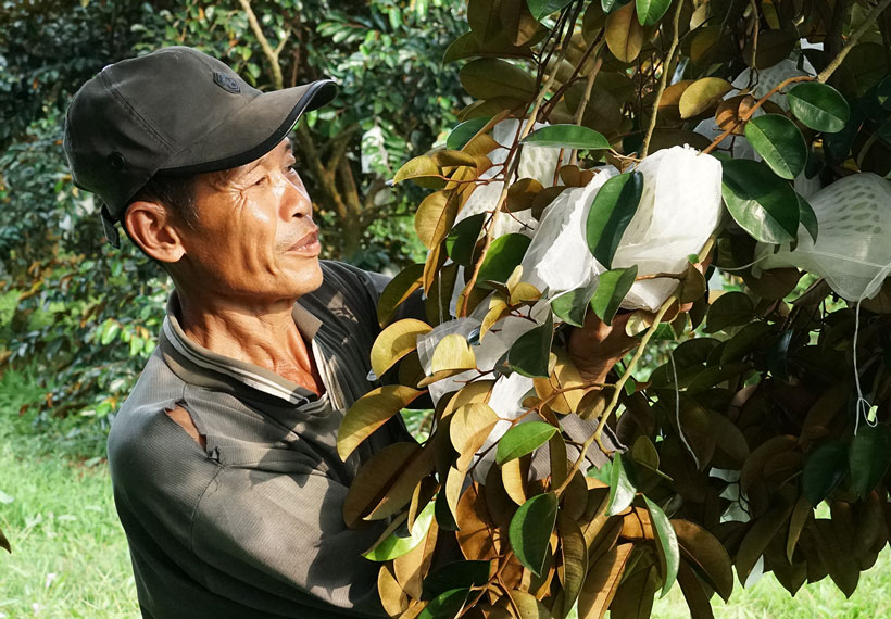 Soc Trang fruit exported to demanding markets helps farmers have stable income