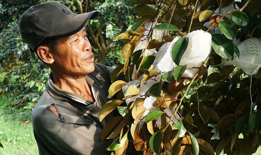 Trái cây Sóc Trăng xuất khẩu sang thị trường khó tính giúp nông dân có thu nhập ổn định