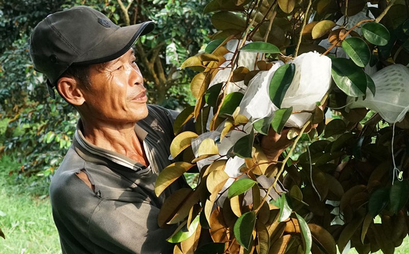 Soc Trang fruit exported to demanding markets helps farmers have stable income