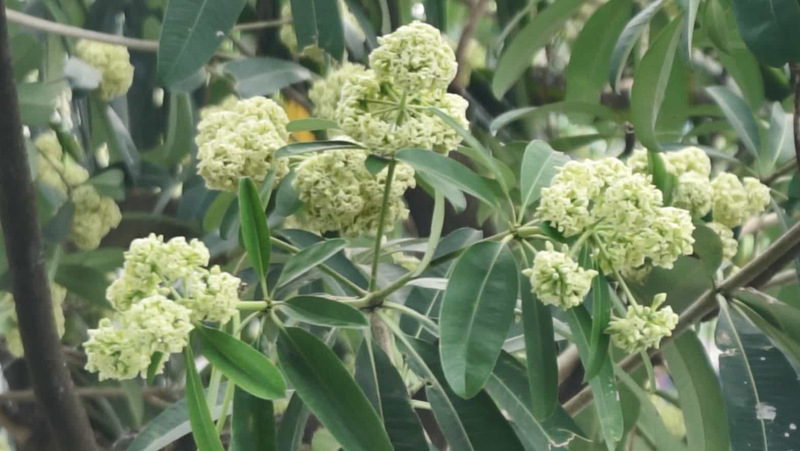 Hanoi is gentle with milk flowers in autumn. Photo: Huyen Trang