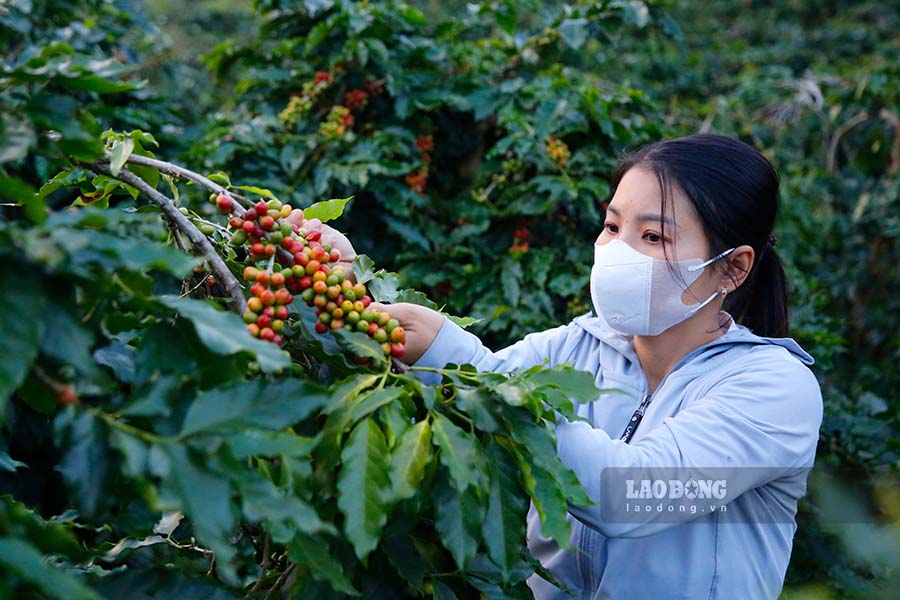 Vuon ca phe Arabica cua chi Nguyen Thi Huong, moi nam thu ve khoang 2 ti dong. Anh: Quang Dat