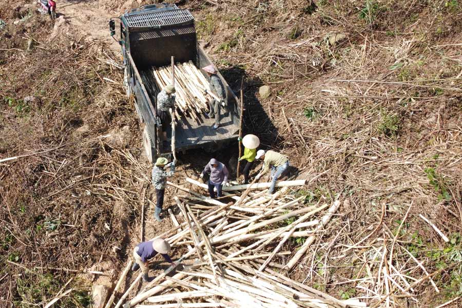 Một hộ trồng tại huyện Ba Chẽ, tỉnh Quảng Ninh huy động người nhà, họ hàng dọn dẹp, tận thu gỗ rừng trồng sau bão Yagi. Ảnh: Đoàn Hưng