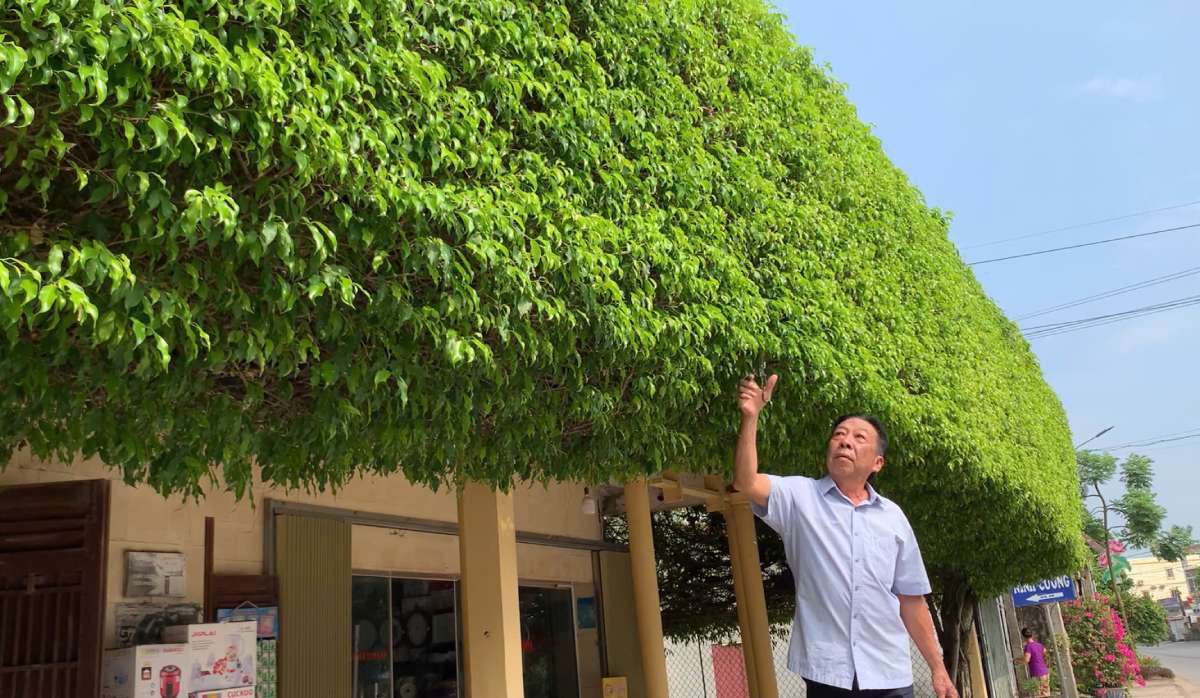 A banyan tree creates a unique roof shape in Ninh Cuong town, Truc Ninh district, Nam Dinh province. Photo: Luong Ha