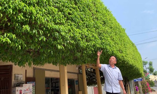 Cây sanh tạo hình mái nhà độc đáo ở thị trấn Ninh Cường, huyện Trực Ninh, tỉnh Nam Định. Ảnh: Lương Hà