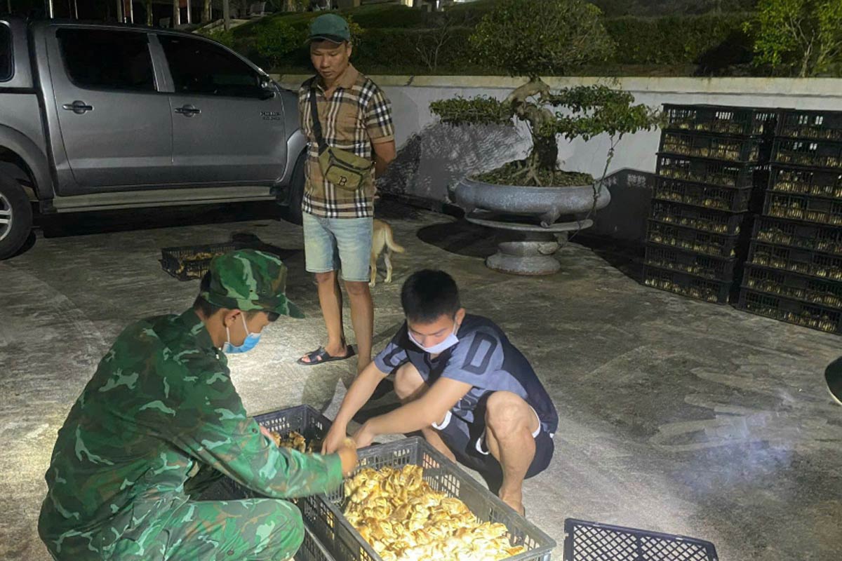 Tổ công tác của Đồn Biên phòng Quảng Đức (Bộ đội Biên phòng Quảng Ninh) kiểm đếm số gà giống nhập lậu. Ảnh: Hữu Việt