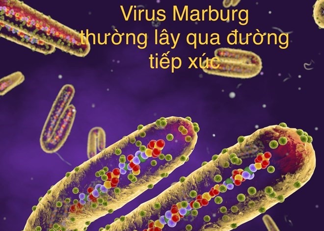 Illustration simulating the Marburg virus. Graphic photo: Huong Giang