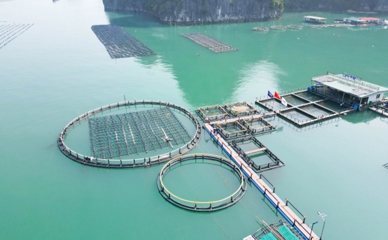 Many localities, including Khanh Hoa, are developing high-tech marine farming. Photo: Hoang Mai