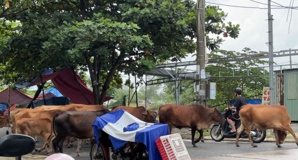 Phối hợp giữa các địa bàn khi xử lý bò thả rông ở Đà Nẵng. Ảnh: Trần Thi