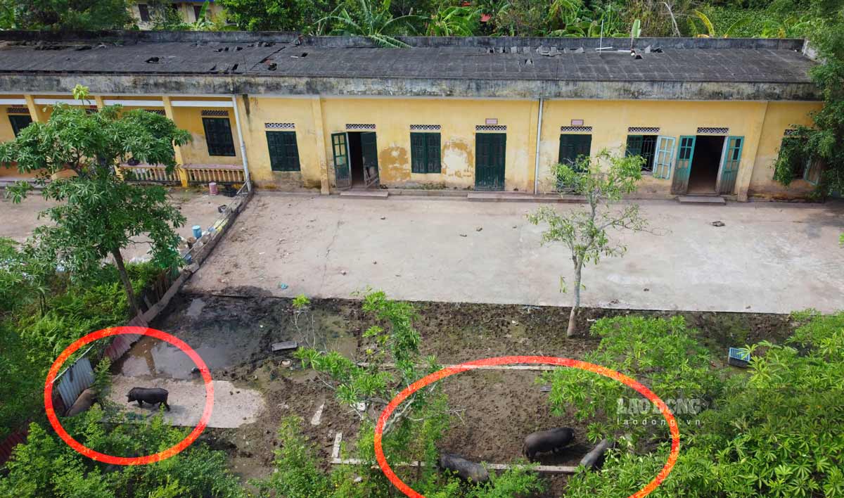 Lợn thả rông ở khu vực Trường THCS Phương Định cũ (huyện Trực Ninh, tỉnh Nam Định). Ảnh: Hà Vi