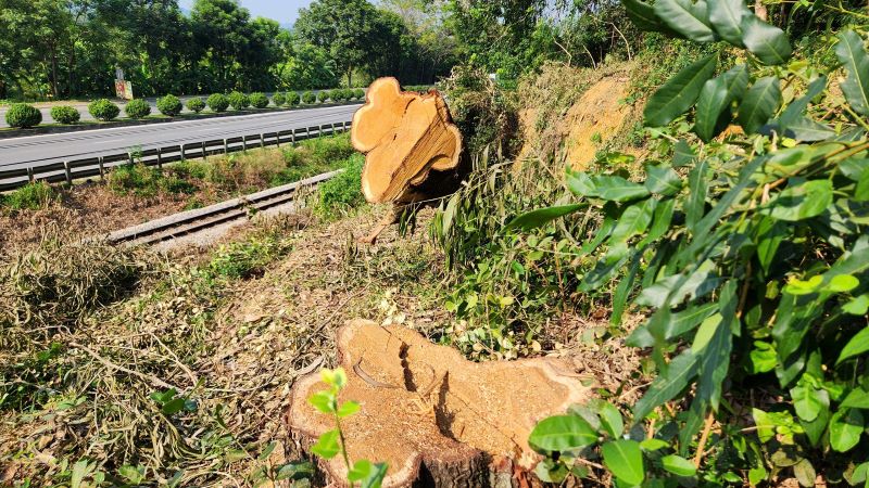 Special-use forest along National Highway 1A was cut down in broad daylight. Photo: Tran Lam
