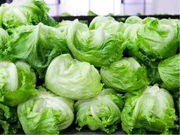 Iceberg lettuce is rich in potassium and contains antioxidants that help protect the cardiovascular system. Photo: GETTY IMAGES.